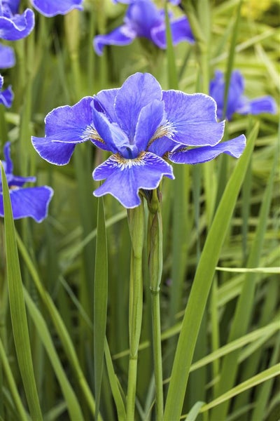 Nahaufnahme einer blauen Schwertlilienblüte im Garten.