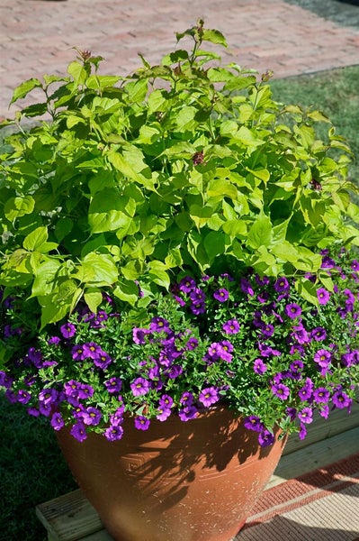 Blumentopf bepflanzt mit Blättern und lila Blüten