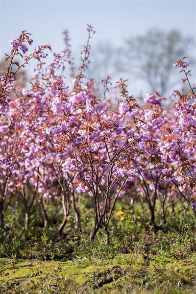 Prunus serrulata 'Kanzan', Japanische Blütenkirsche, rosa, 40–60 cm