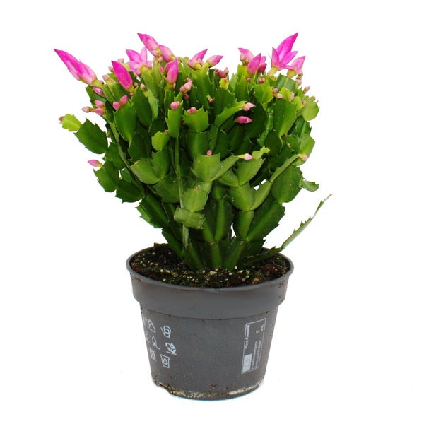 Weihnachtskaktus Schlumbergera mit rosa Blütenknospen im grauen Kunststofftopf.