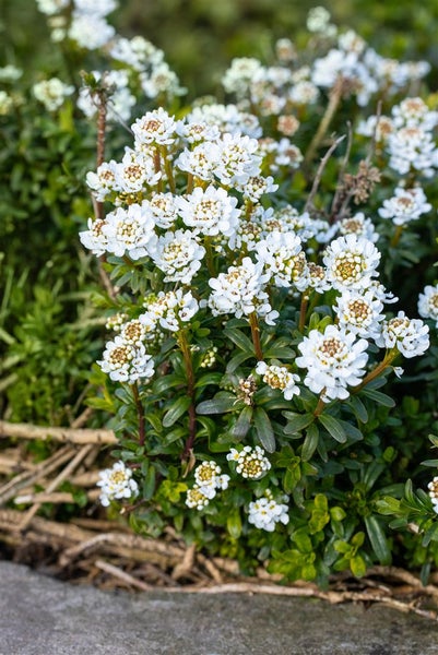 Iberis sempervirens 'Zwergschneeflocke', Schleifenblume, weiß, ca. 9x9 cm Topf