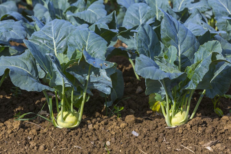 SAFLAX Geschenk Set - BIO - Kohlrabi - Superschmelz - Brassica oleracea var. gongyl. L. - 20 Samen - Mit Geschenkbox, Versandaufkleber, Geschenkkarte und Anzuchtsubstrat