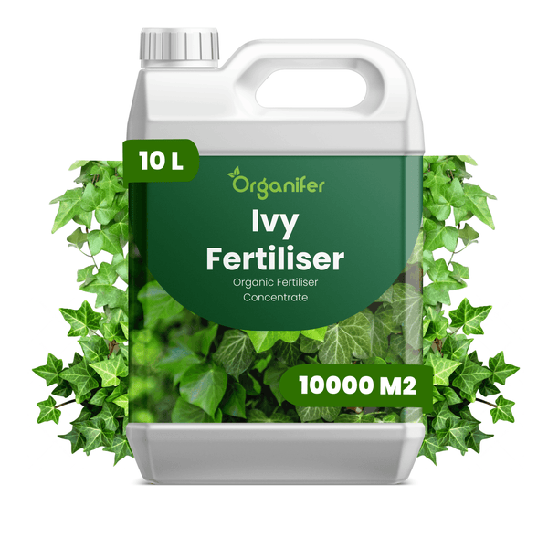 Organifer Efeu-Dünger, 10 Liter Bio-Flüssigdünger-Konzentrat für bis zu 10000 Quadratmeter, Kunststoffkanister mit Griff.