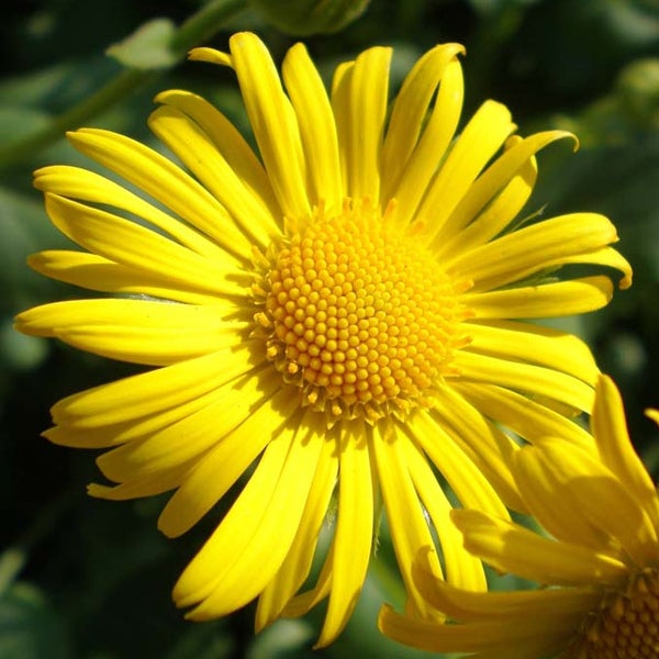 Nahaufnahme einer gelben Doronicum-Blume