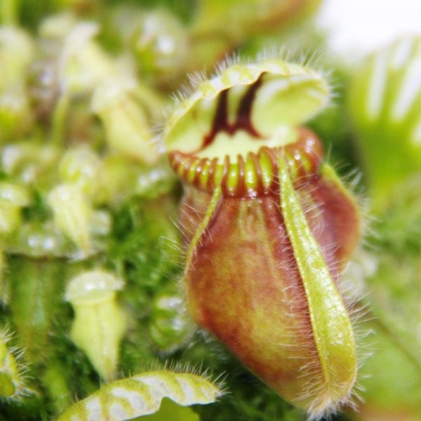 Fleischfressende Pflanze - Zwergkrug - Cephalotus follicularis - 9cm Topf - Rarität