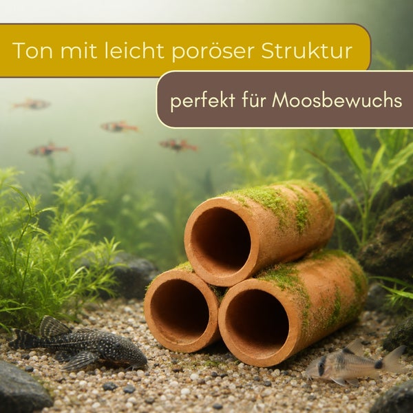 Poröse Aquariumdekoration aus drei gestapelten Tonröhren mit Moosbewuchs in einem bepflanzten Aquarium mit Fischen.