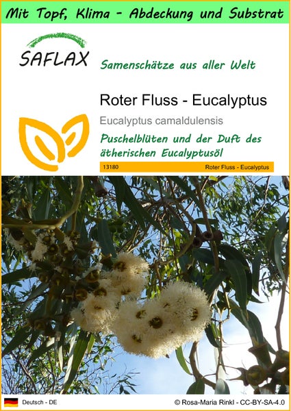 SAFLAX Garden to go - Roter Fluss - Eucalyptus - Eucalyptus camaldulensis - 200 Samen - Mit Topf, Klima - Deckel und Anzuchtsubstrat