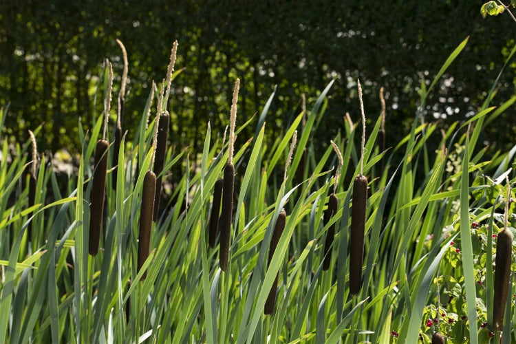 Typha latifolia, Breitblättriger Rohrkolben, ca. 9x9 cm Topf
