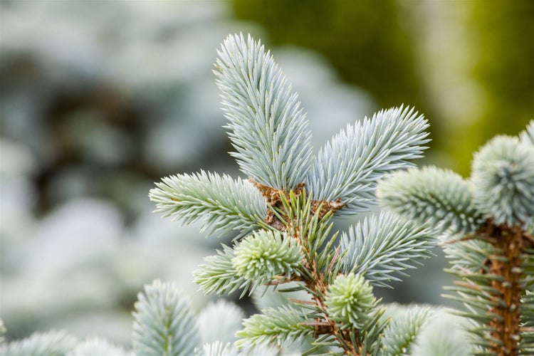 Picea pungens 'Glauca', Blau-Fichte, 40–60 cm