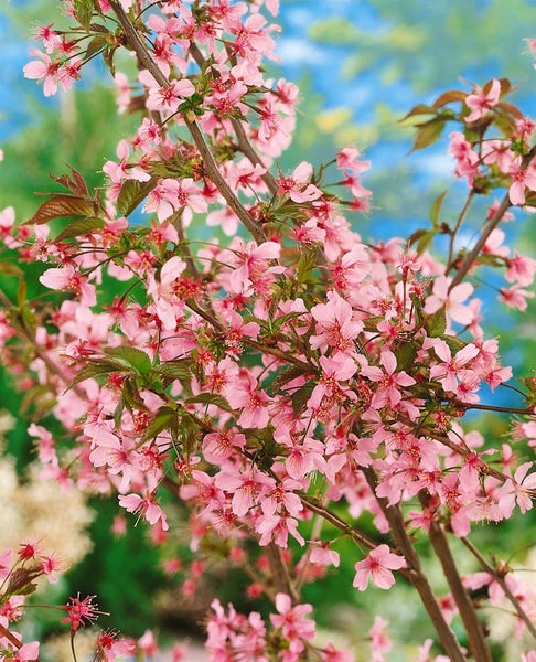 Blühender Zierkirschbaum mit rosa Blüten.