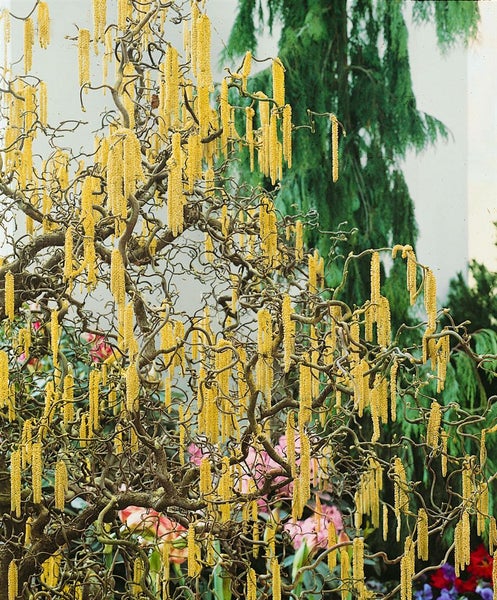 Corylus avellana 'Contorta', Korkenzieherhasel, 60–80 cm