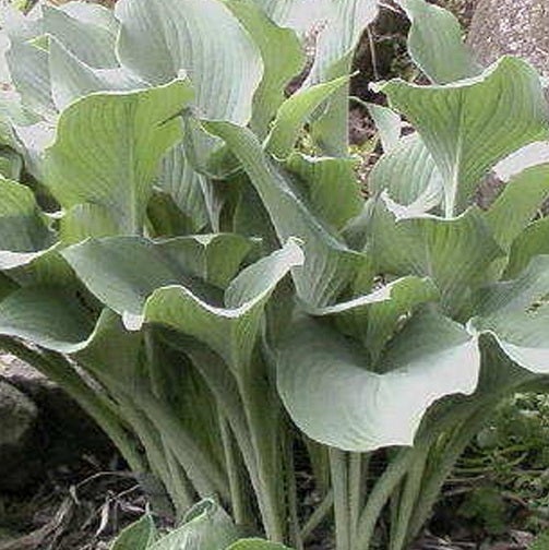 Funkie Gartenpflanze mit grossen Blättern