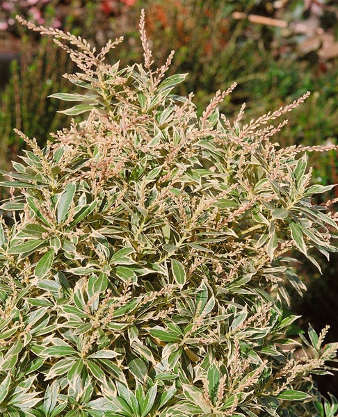 Pieris japonica 'Variegata', Japanische Lavendelheide, bunt, 40–50 cm
