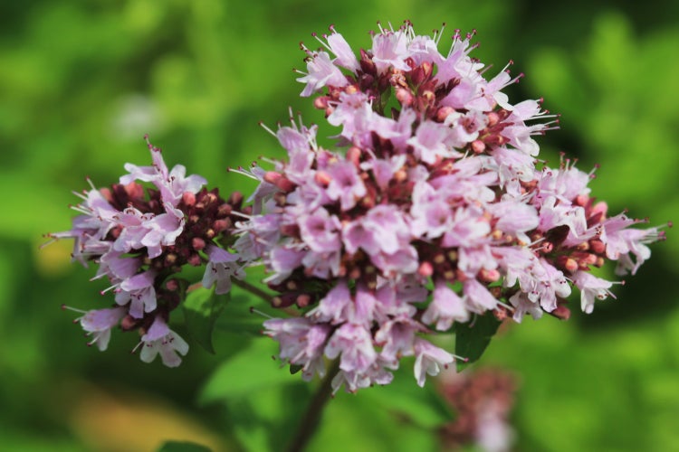 SAFLAX Garden to go - Griechischer Oregano - Origanum vulgare supsp. Hirtum - 600 Samen - Mit Topf, Klima - Deckel und Anzuchtsubstrat