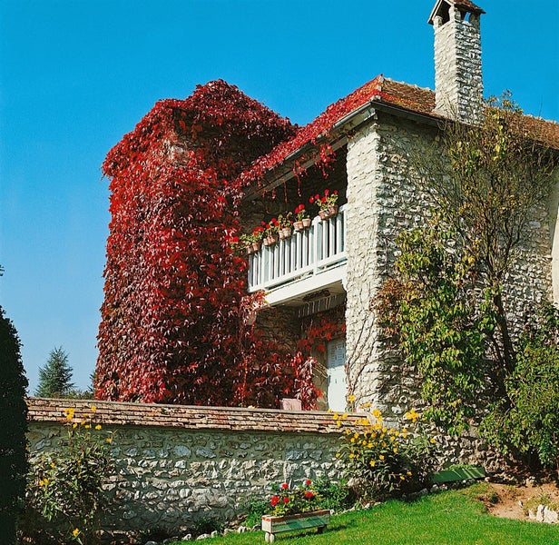 Parthenocissus tricuspidata 'Veitchii', Wilder Wein, 60–100 cm