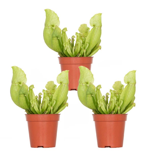 3x Sarracenia 'Juthatip Soper' – Fleischfressende Pflanze – Pflegeleicht –⌀6 cm – ↕05-10cm