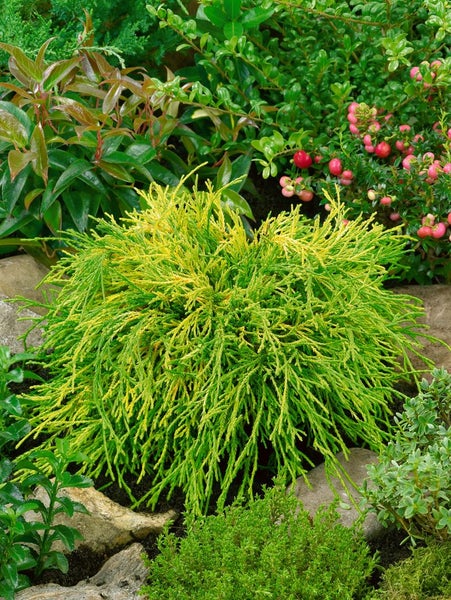 Chamaecyparis obtusa 'Kamarachiba', gelbgrün, 15–20 cm