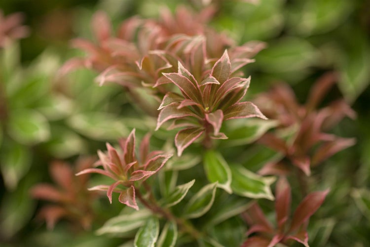 Pieris japonica 'Little Heath', Japanische Lavendelheide, 20–25 cm