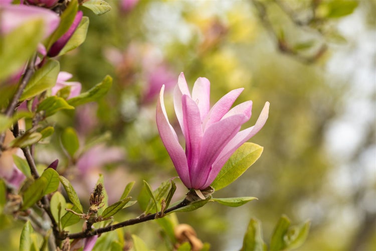 Nahaufnahme einer Magnolienblüte am Zweig