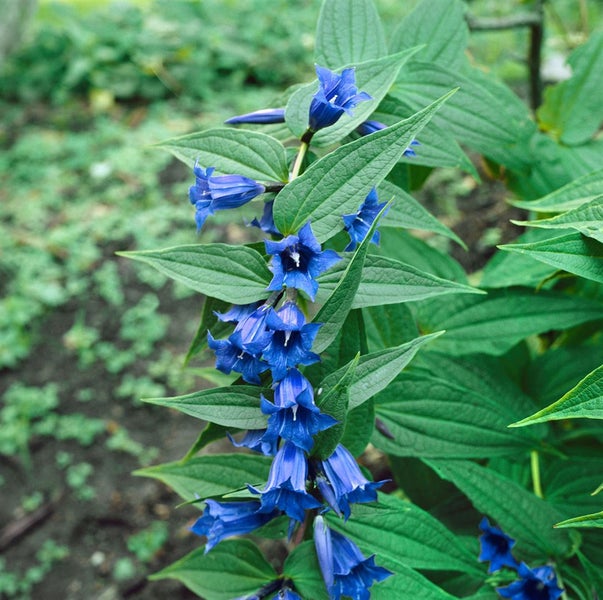 Gentiana asclepiadea, Schwalbenwurz-Enzian, blau, ca. 9x9 cm Topf