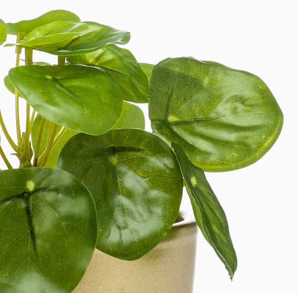 Nahaufnahme einer Pilea Pflanze in einem goldenen strukturierten Blumentopf.