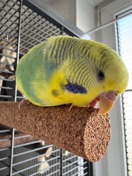 Wellensittich auf einer Sitzstange aus Kork in einem Vogelkäfig.