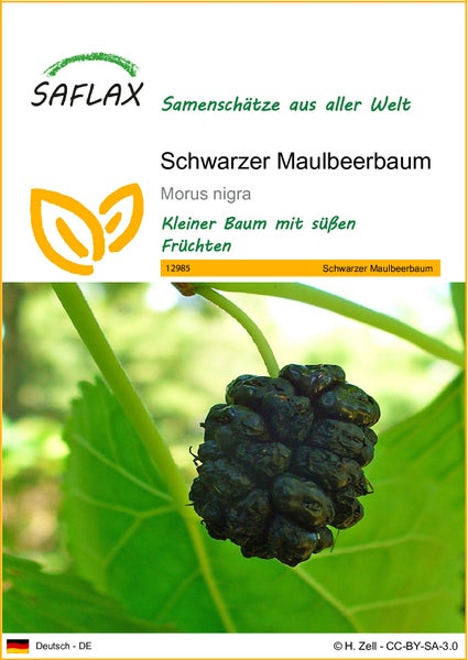 SAFLAX  - Schwarzer Maulbeerbaum - Morus nigra - 200 Samen