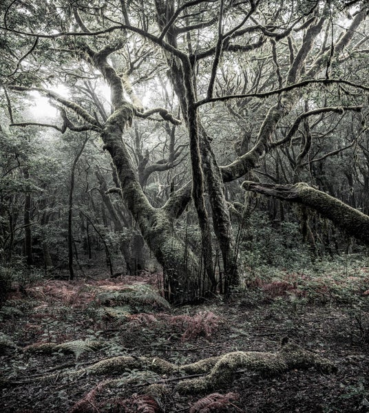Waldszene mit Bäumen und Farnen
