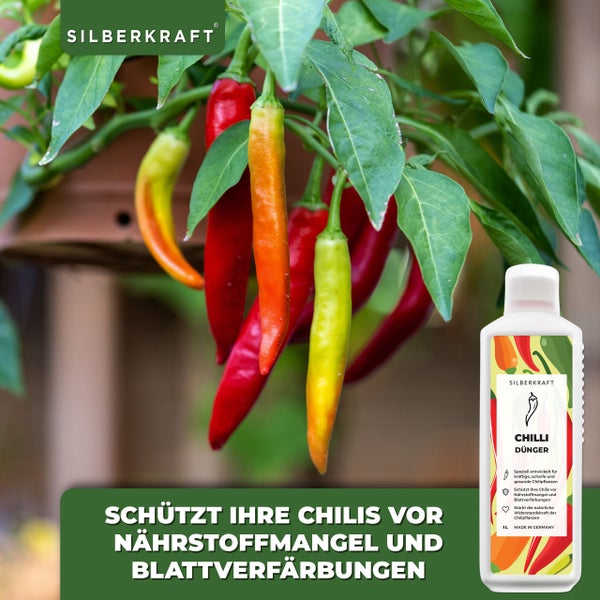 Silberkraft Logo, Chili-Pflanze und Chili-Dünger für gesunde Pflanzen
