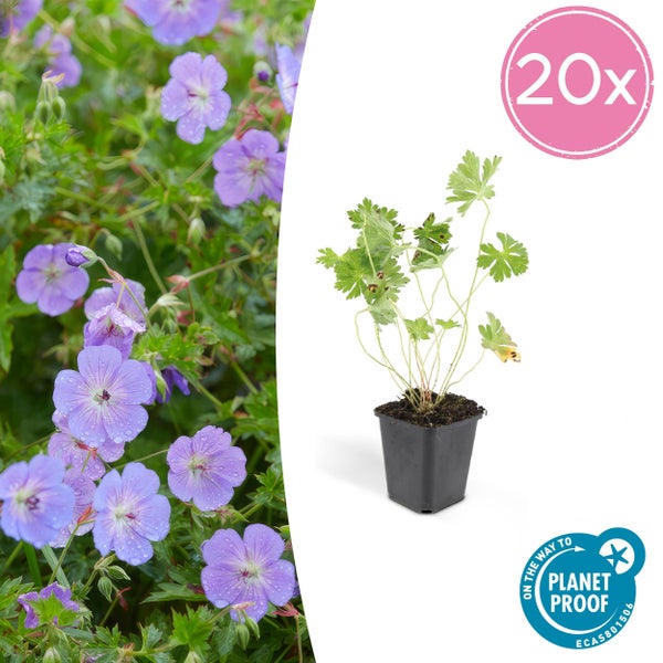 Bodendecker - Storchschnabel - Geranium 'Rozanne' - 9cm Topf - Set mit 20 Pflanzen