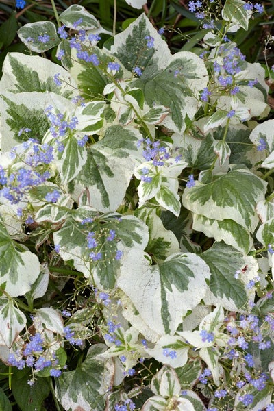 Brunnera macrophylla 'Variegata', Kaukasusvergissmeinnicht, ca. 11x11 cm Topf