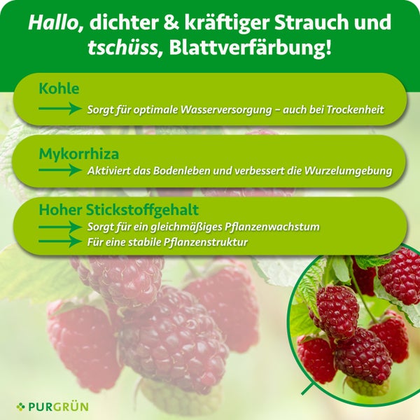 Infografik zum Purgrün Dünger für Himbeeren mit Wirkungsweise von Kohle, Mykorrhiza und Stickstoff für kräftige Sträucher und gesunde Früchte.