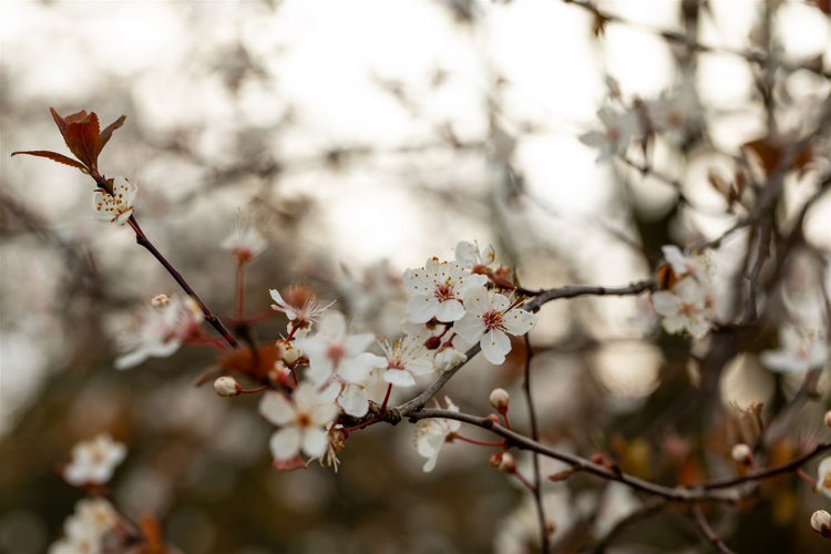 Prunus 'Trailblazer', Zierkirsche, 60–100 cm