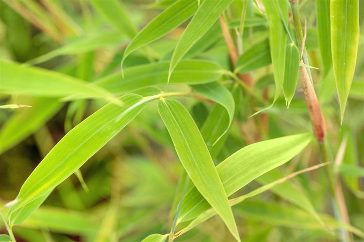 Fargesia murieliae 'Simba', Bambus, 60–80 cm, winterhart