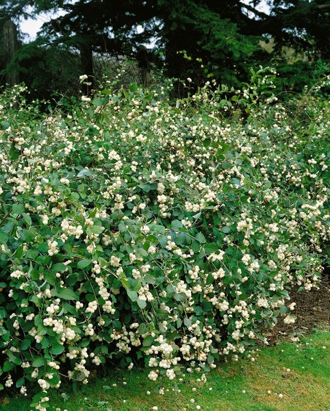 Symphoricarpos doorenbosii 'White Hedge', Schneebeere, weiß, 60–100 cm