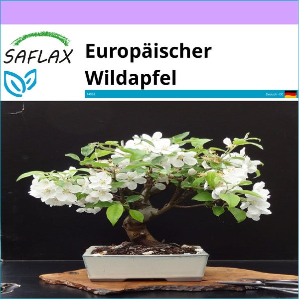 SAFLAX  - Europäischer Wildapfel - Malus sylvestris - 30 Samen