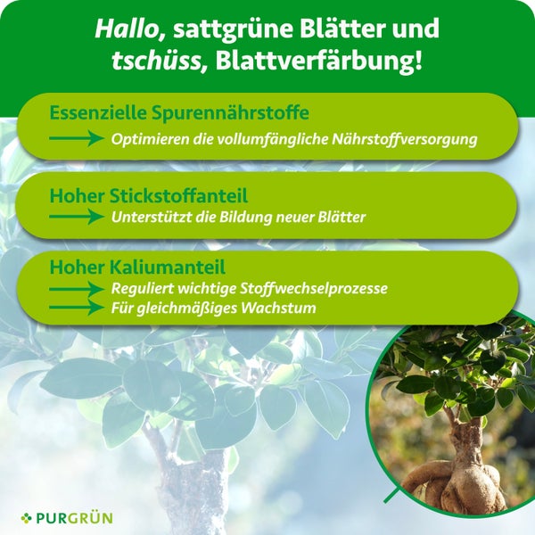 Purgrün Ficus Ginseng Dünger, 1 Liter Flasche, für circa 200 Liter Gießwasser, mit Stickstoff und Spurennährstoffen, hergestellt in Deutschland.