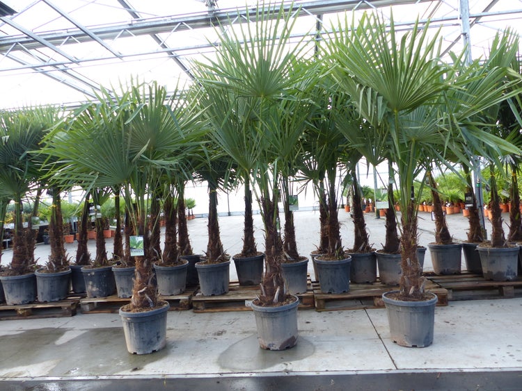 3 Stück XXL+ Palme winterhart 190 - 220 cm Trachycarpus fortunei, Hanfpalme, Top-Qualität