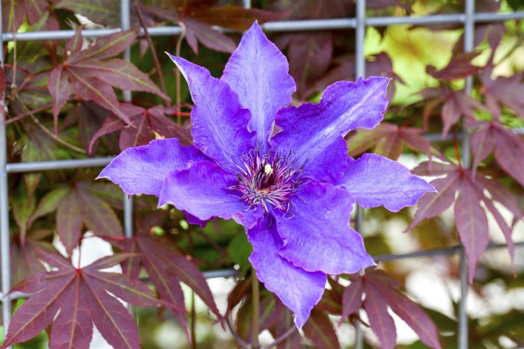 Clematis Hybride 'The President', Waldrebe, blauviolett, 100–150 cm