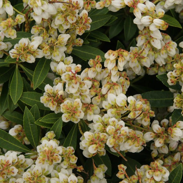 Schirmblatt mit weißen Blüten