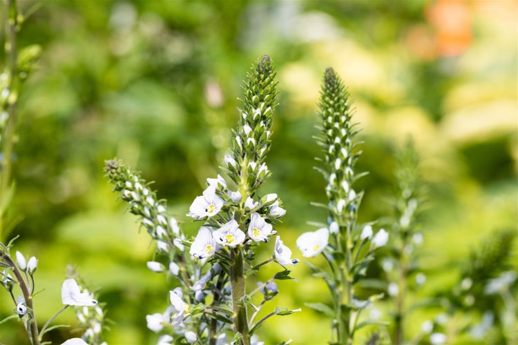 Nahaufnahme einer blühenden Ehrenpreis Pflanze im Garten.