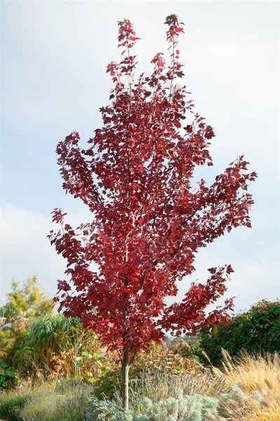 Acer ginnala, Feuerahorn, 125–150 cm, leuchtend rot