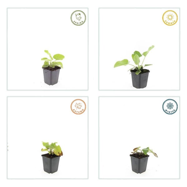 Jahreszeitliche Entwicklung einer Topfpflanze im Frühling, Sommer, Herbst und Winter.