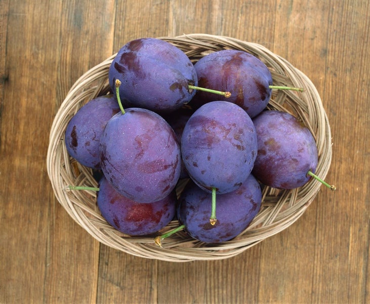 Prunus domestica 'Stanley', Pflaume, süß, 150–200 cm