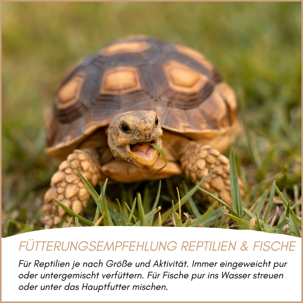 Eine Schildkröte frisst Gras.