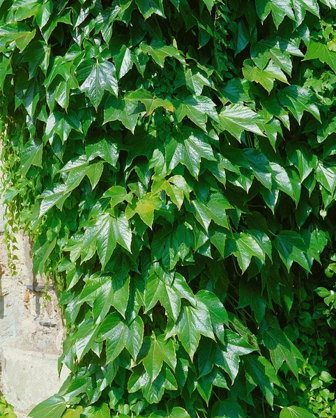 Parthenocissus tricuspidata 'Veitchii', Wilder Wein, 60–100 cm