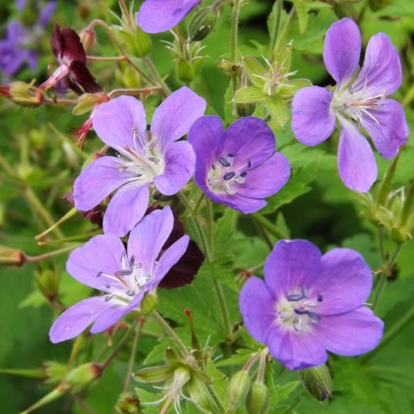 Nahaufnahme von Storchschnabelblüten