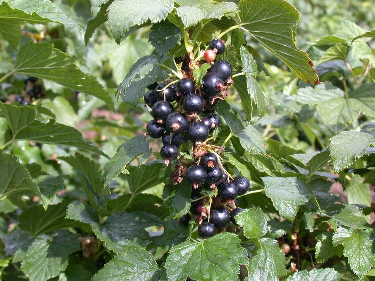 Ribes nigrum 'Silvergieters', Schwarze Johannisbeere, 30–40 cm