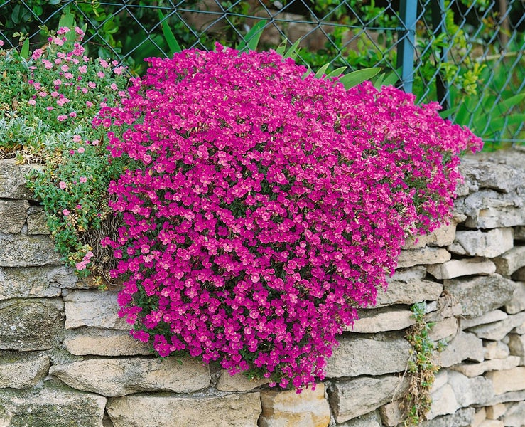 Aubrieta x cult. 'Cascade Red', Blaukissen, leuchtend rot, ca. 9x9 cm Topf