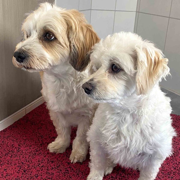 Zwei Hunde stehen auf einem roten Teppich.